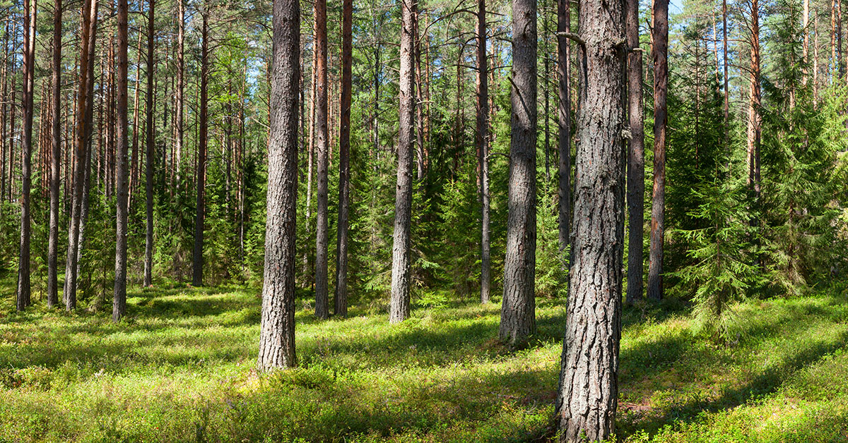 forest - Handelsbanken.se