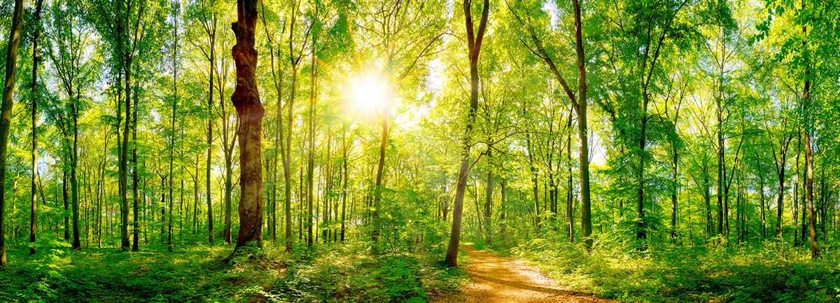 zon die tussen de bomen doorschijnt