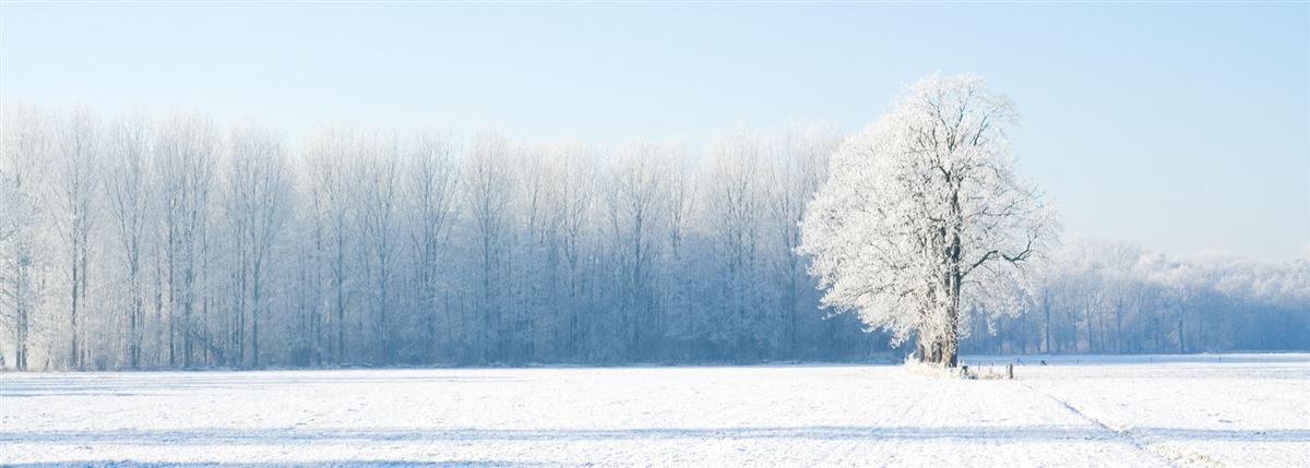 Winters landschap met besneeuwde bomen en blauwe lucht