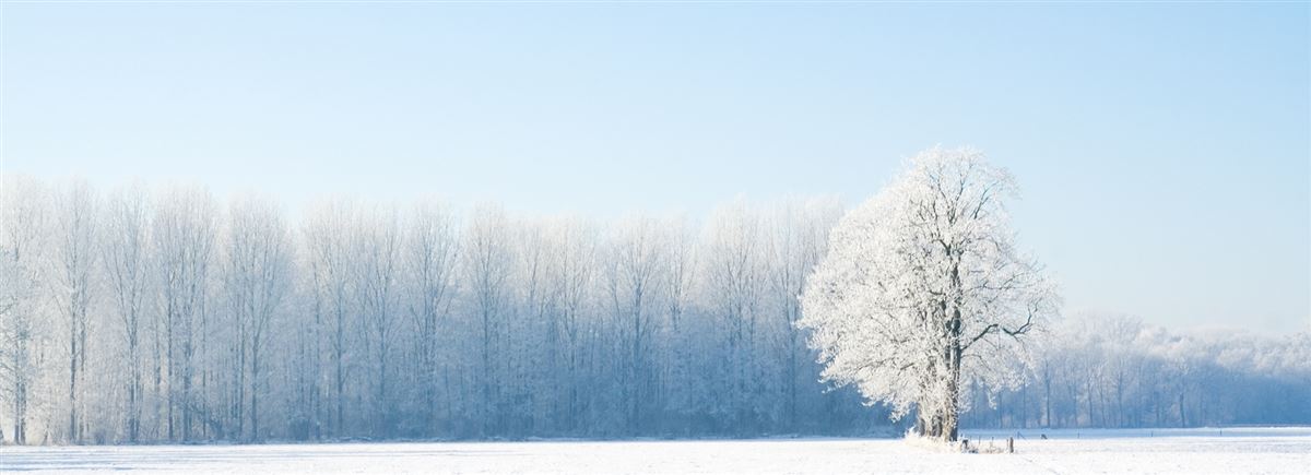 sneeuwlandschap met een witte boom en blauwe lucht