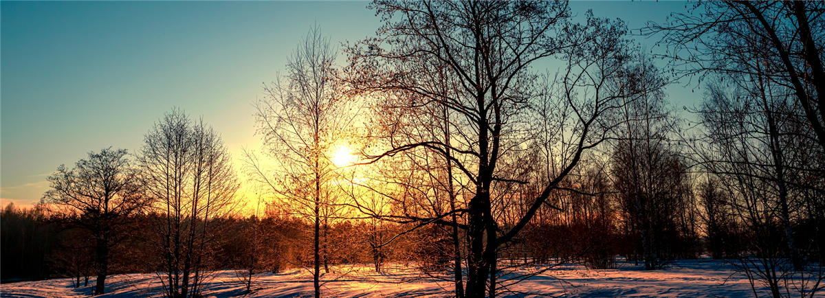 landschap met bomen in winterse sfeer