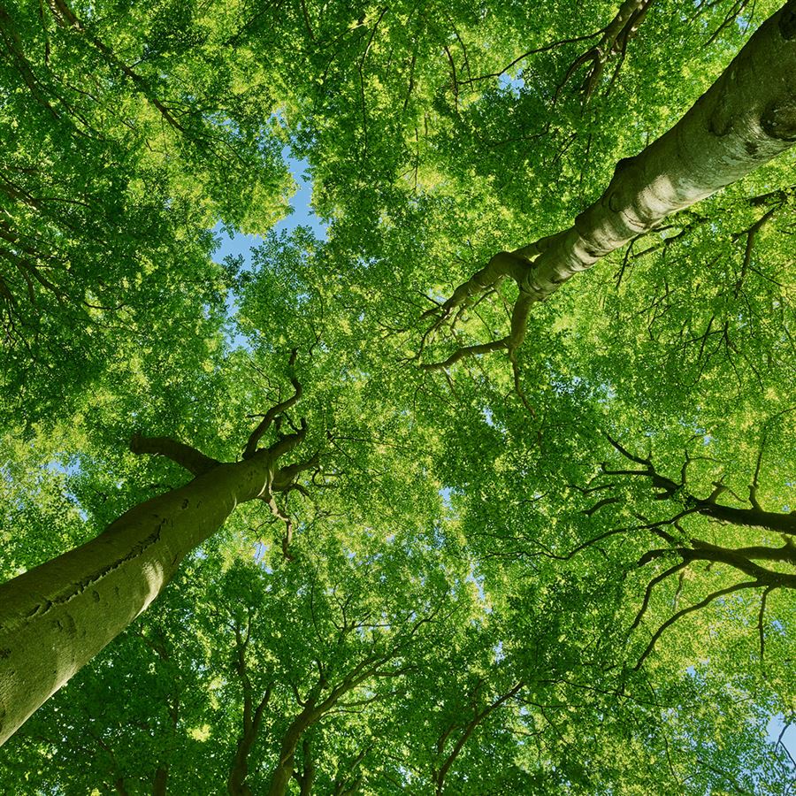 Bomen met een blauwe lucht die je tussen de bladeren door ziet