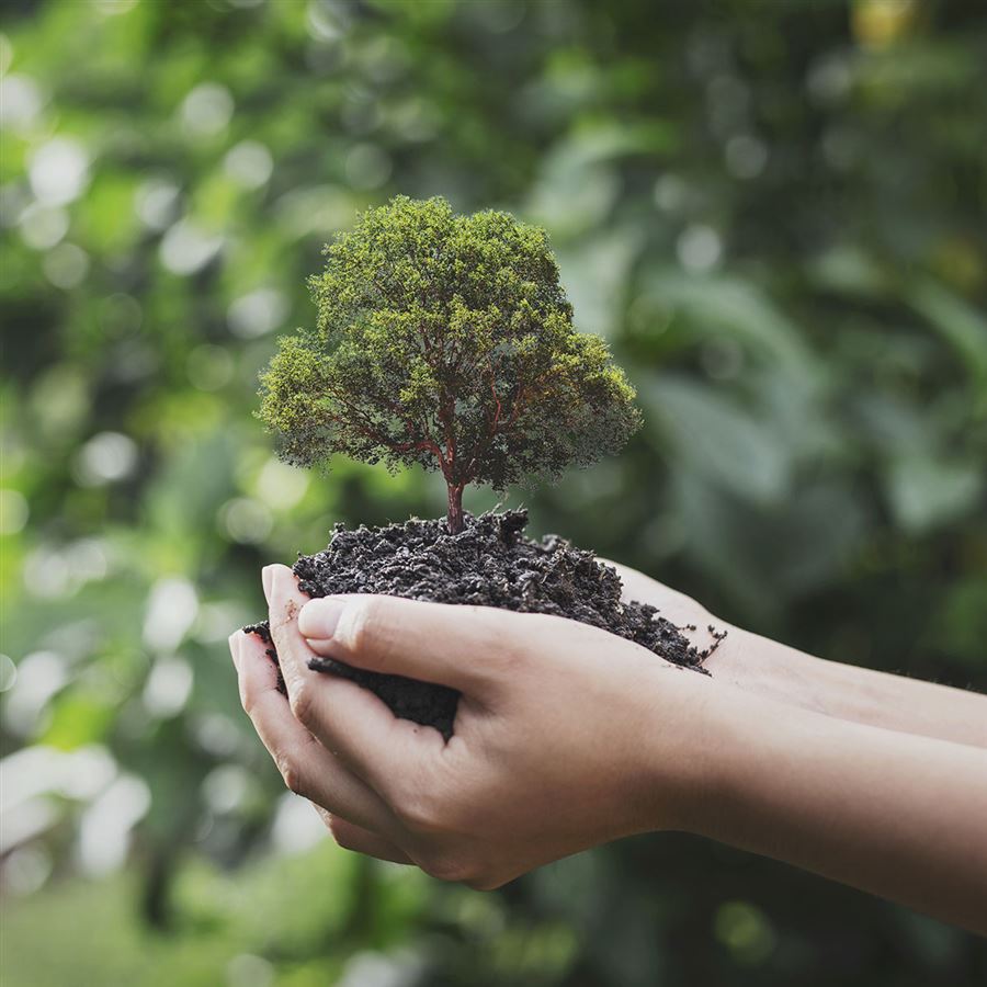 Planting a tree eco friendly